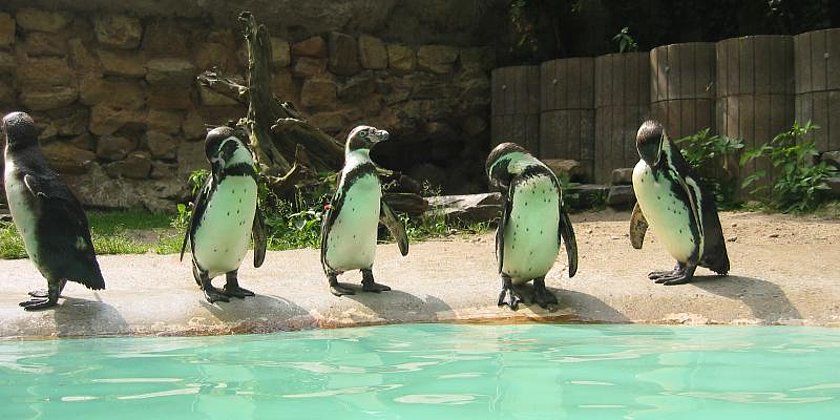 Pinguingruppe 