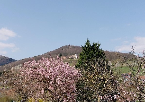Leinsweiler im rosa Mandelblüten-Rausch