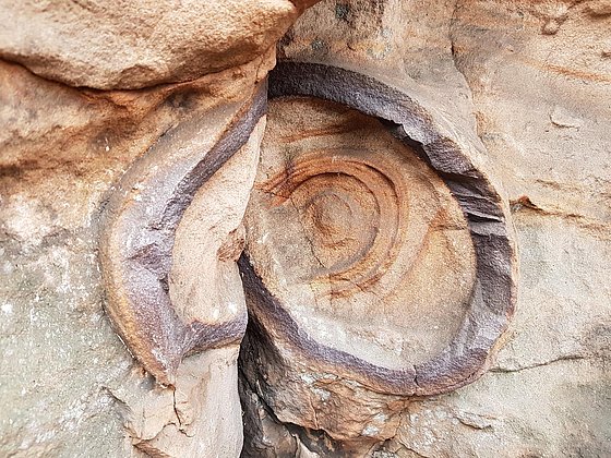 Fossile Einschlüsse am Geißenschlupf-Felsen
