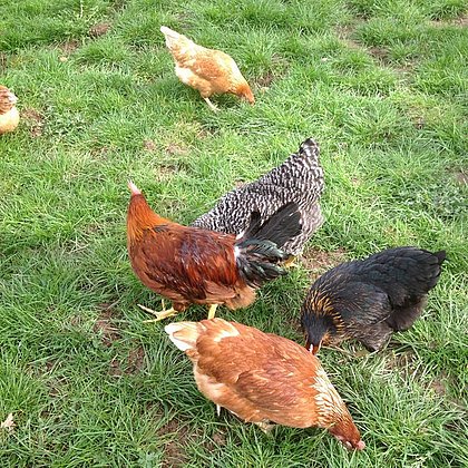 Unsere Hühner sorgen für frische Eier beim Frühstü