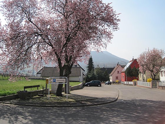 Albersweiler Mandelblüte